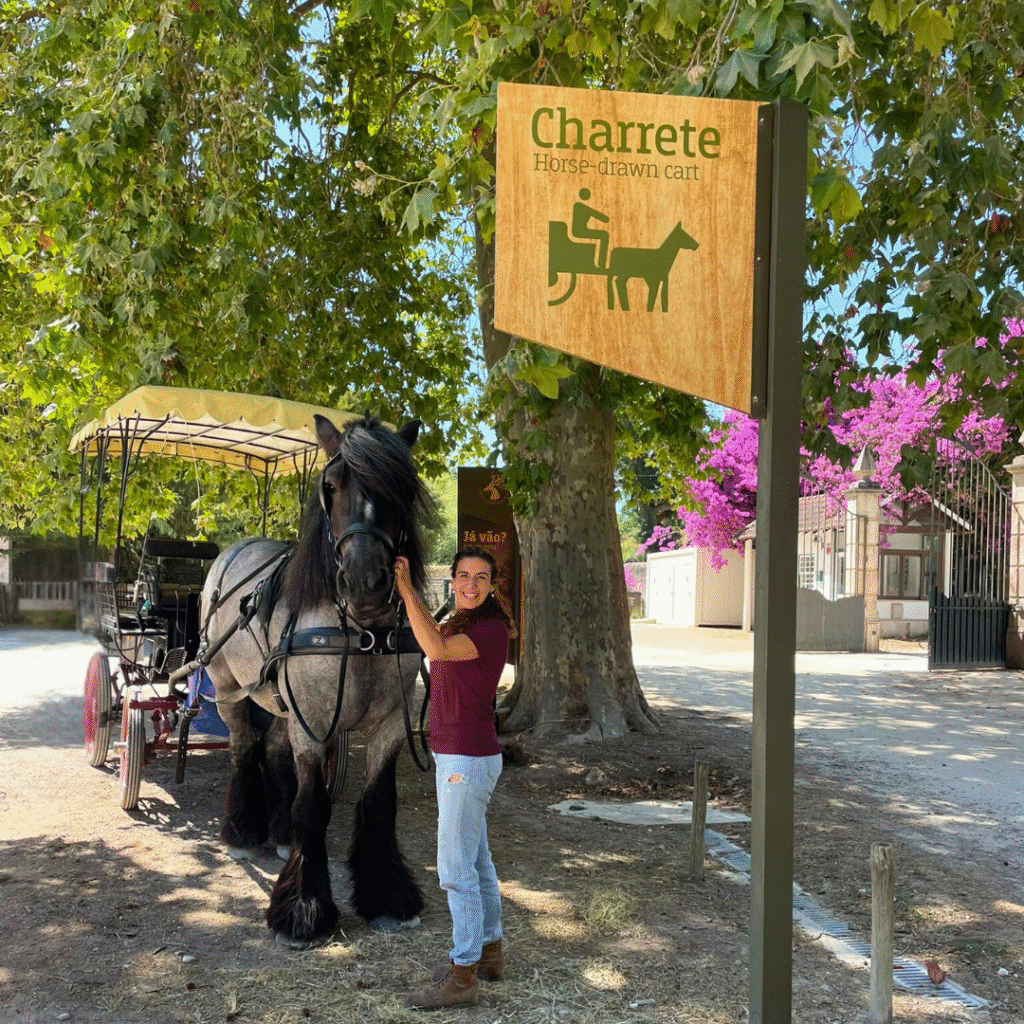 cavalo grande e preto que com a sua tratadora faz passeios de charrete na Tapada