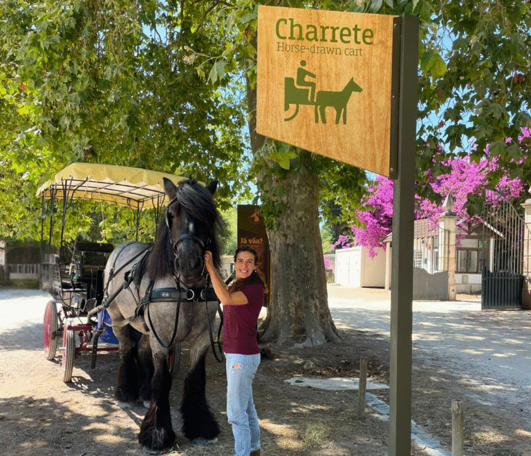 cavalo grande e preto que com a sua tratadora faz passeios de charrete na Tapada