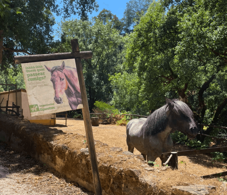 cavalo_Tapada