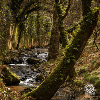 Programa de Outono: experiências únicas na Floresta Encantada