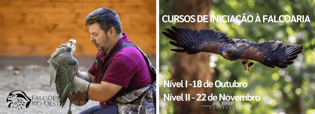 Curso de Falcoaria - Nível I