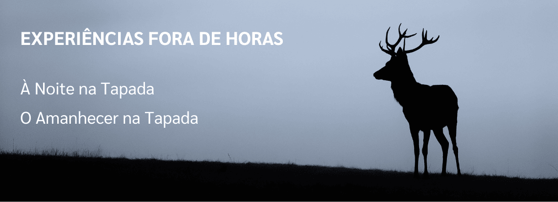 O Amanhecer na Tapada