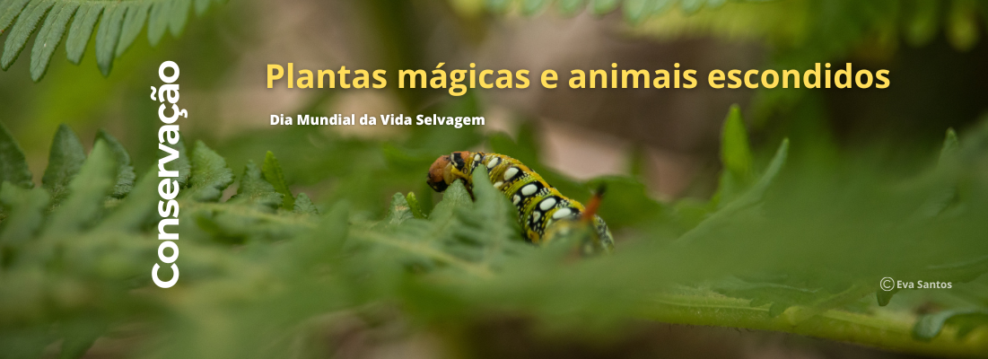 Plantas mágicas e animais escondidos