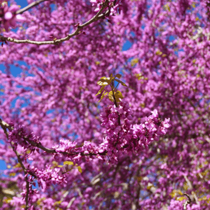 Chegou a Primavera à Tapada Nacional de Mafra