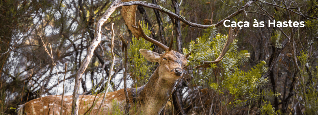 CAÇA ÀS HASTES