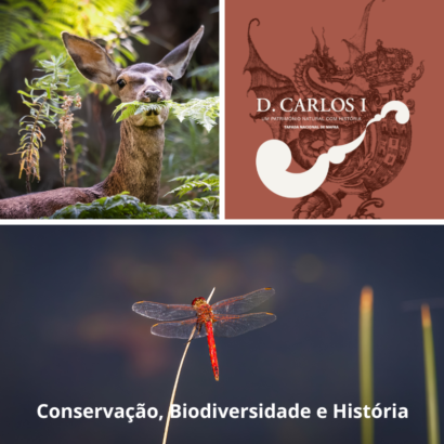 Programa de Verão na Tapada Nacional de Mafra: Natureza, História e Novidades Imperdíveis!