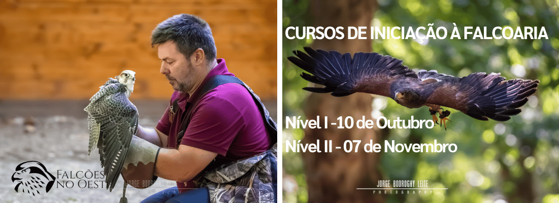 Cursos de Falcoaria – Uma viagem ao coração de uma arte milenar