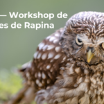 Olhares em Voo — Workshop de Fotografia de Aves de Rapina