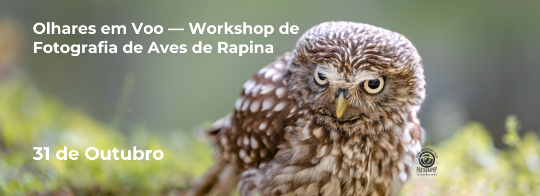 Olhares em Voo — Workshop de Fotografia de Aves de Rapina